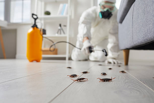 Commercial Kitchen Cockroach Control in Inniswold